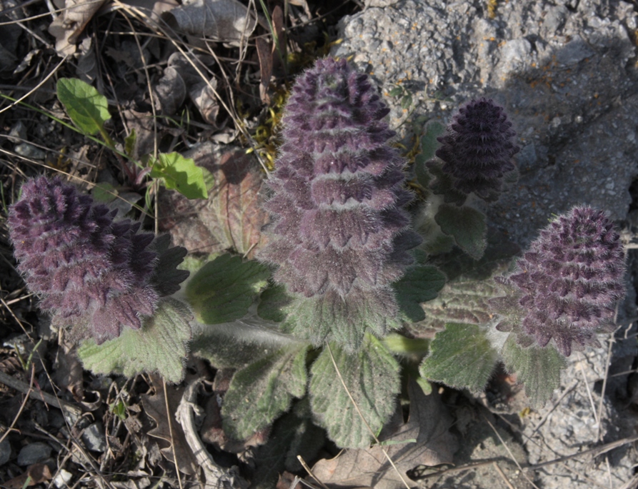 Image of Ajuga orientalis specimen.