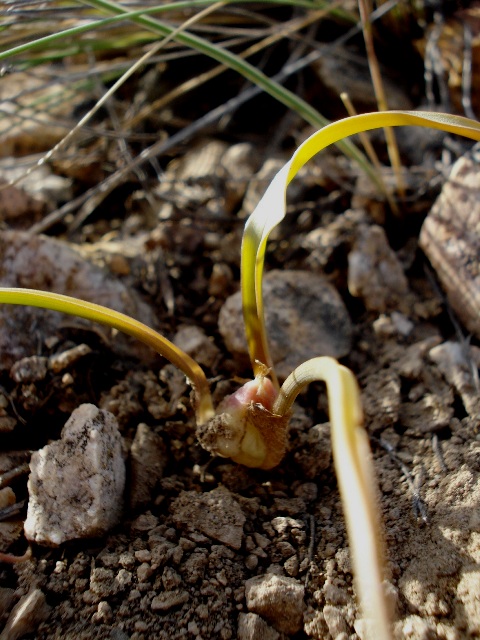 Image of Colchicum zangezurum specimen.