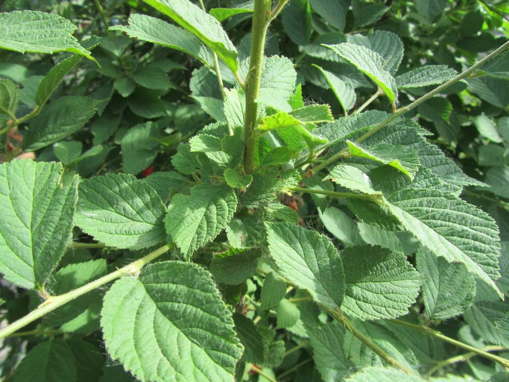 Image of Cerasus tomentosa specimen.