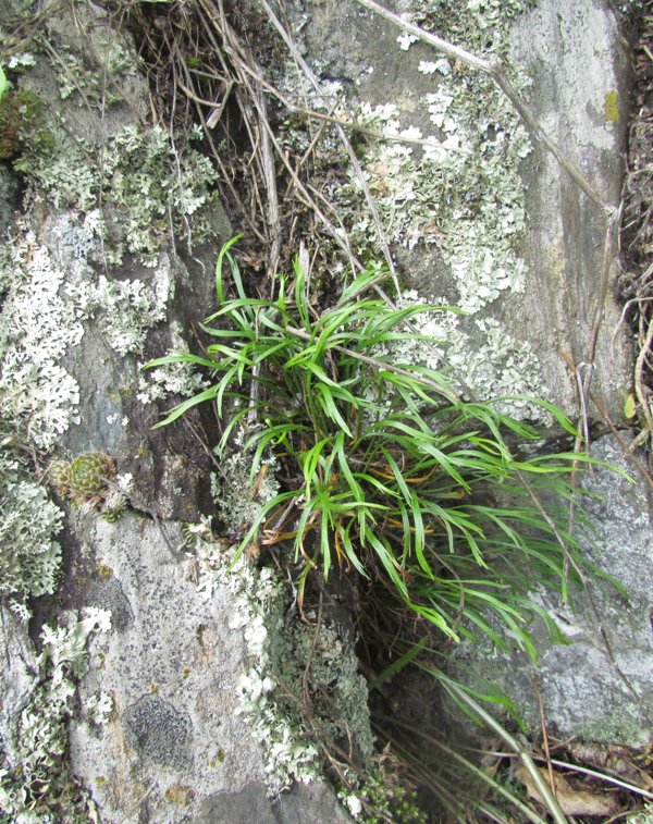 Image of Asplenium septentrionale specimen.