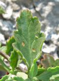 Scrophularia rupestris. Лист. Крым, Ленинский р-н, Казантипский заповедник. 20 июня 2013 г.