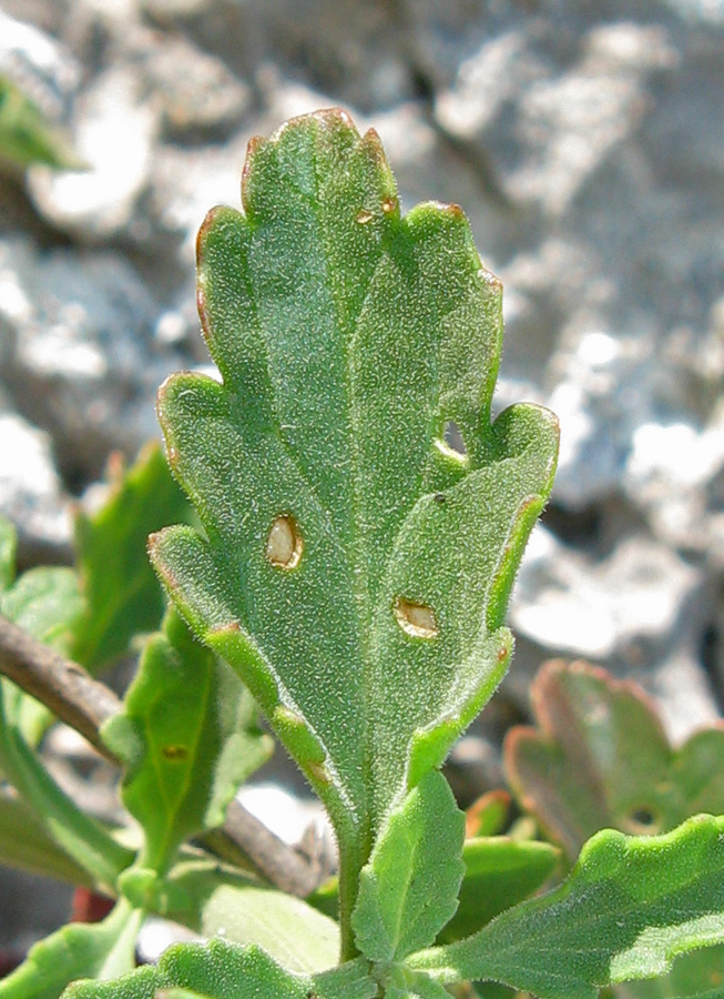 Image of Scrophularia rupestris specimen.