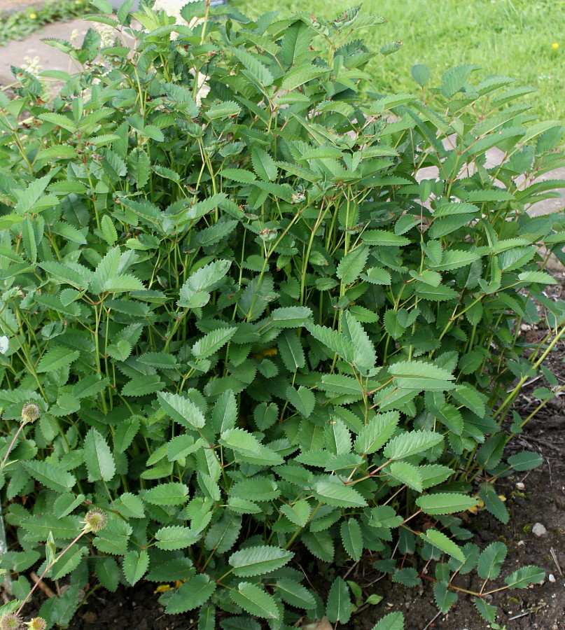 Изображение особи Sanguisorba canadensis.