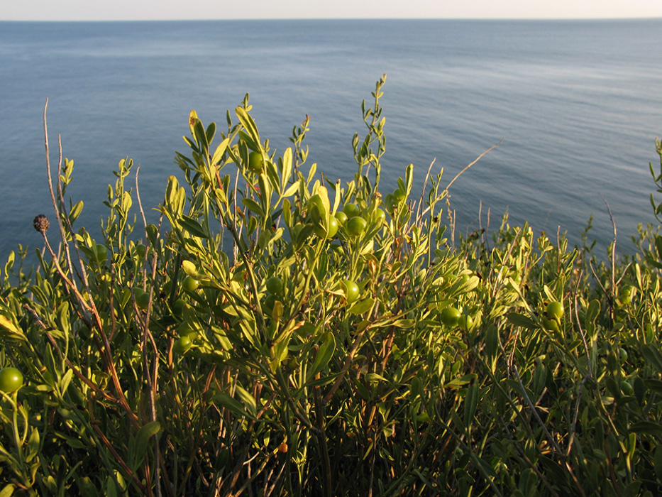 Image of Jasminum fruticans specimen.