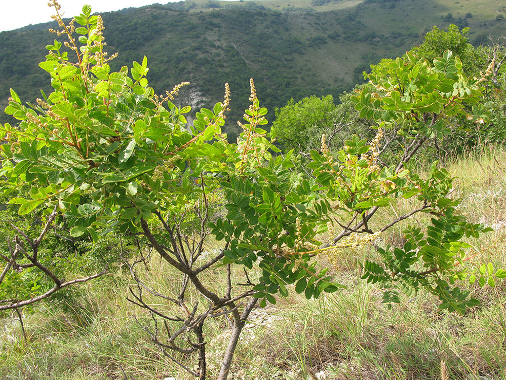 Image of Rhus coriaria specimen.