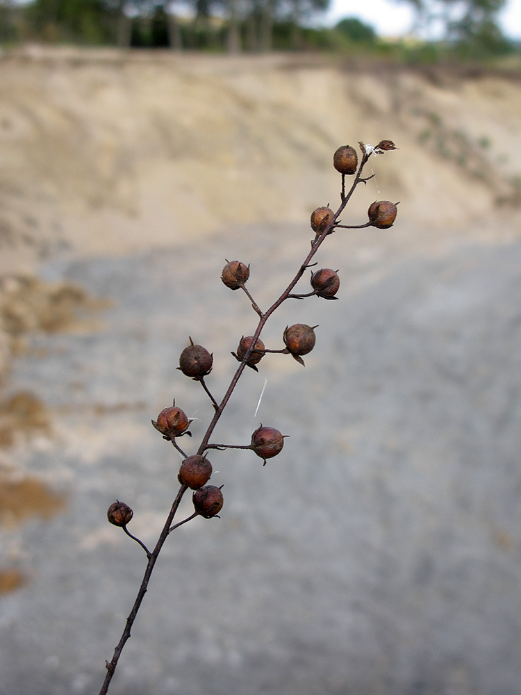 Image of Verbascum blattaria specimen.