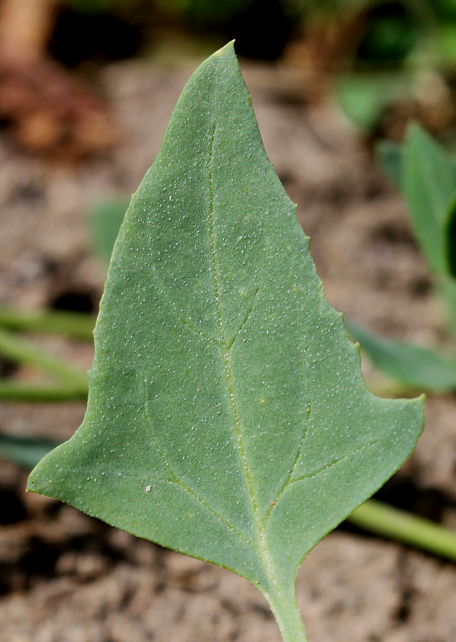 Image of Atriplex prostrata specimen.