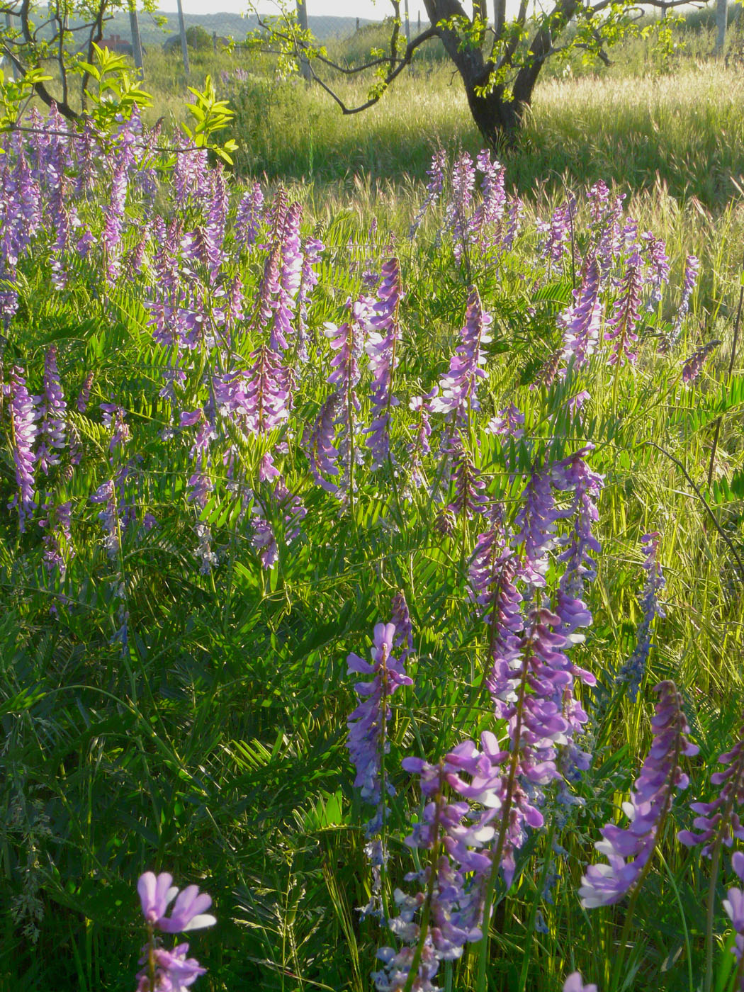 Image of Vicia tenuifolia specimen.