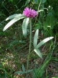 Trifolium alpestre. Цветущее растение. Крым, Айпетринская яйла. 28 июня 2009 г.