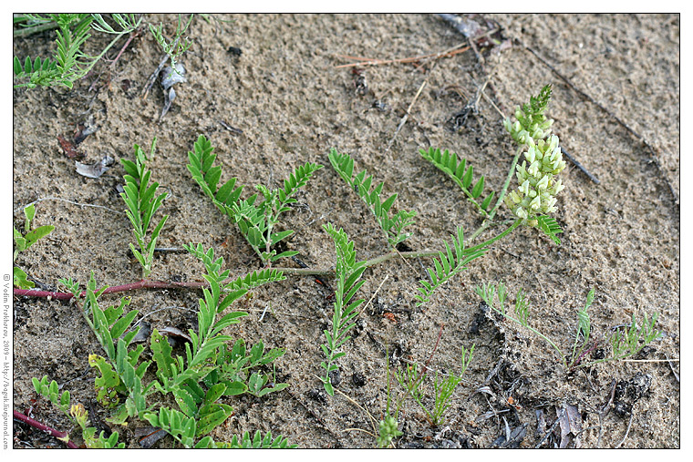 Изображение особи Astragalus cicer.