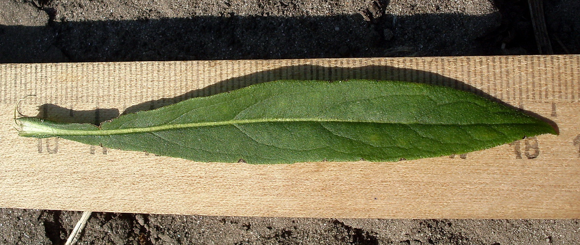 Image of Inula britannica specimen.