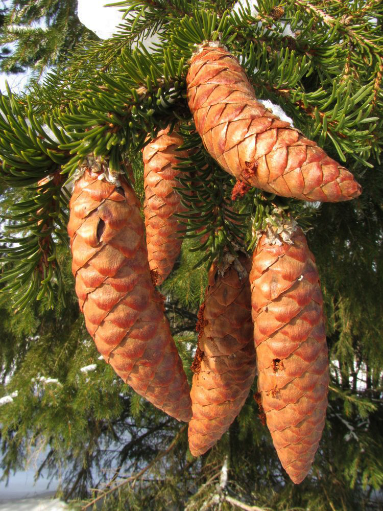 Image of Picea &times; fennica specimen.