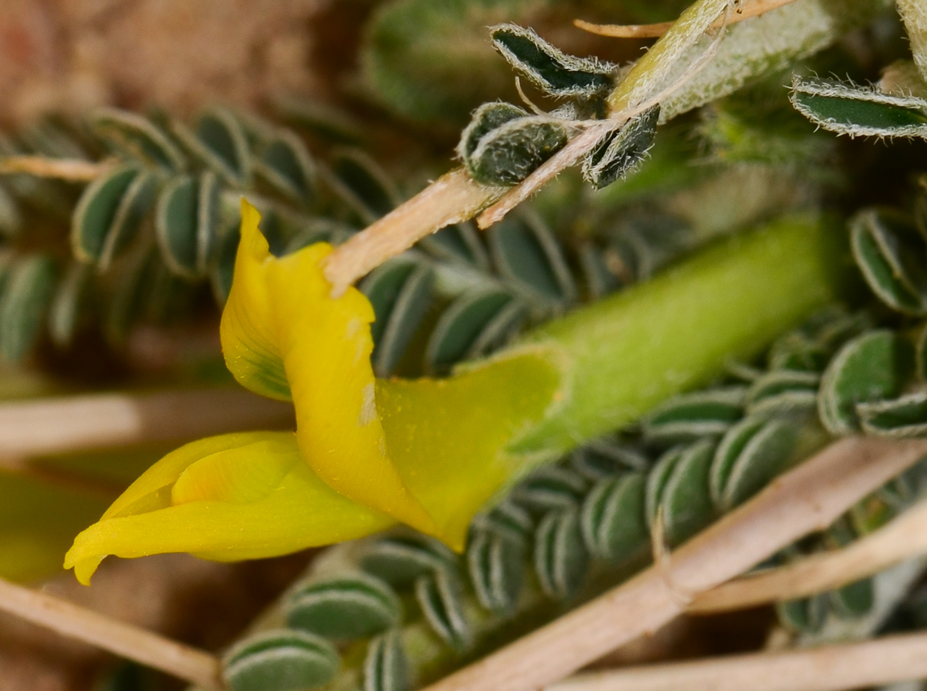 Изображение особи Astragalus sieberi.