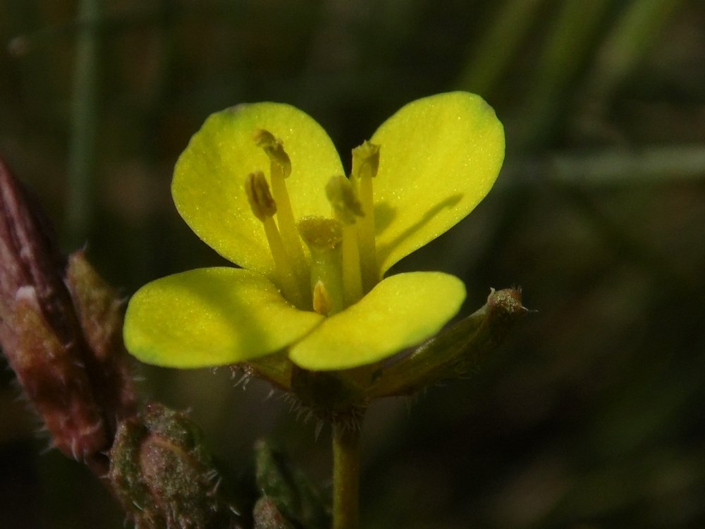 Image of Diplotaxis muralis specimen.