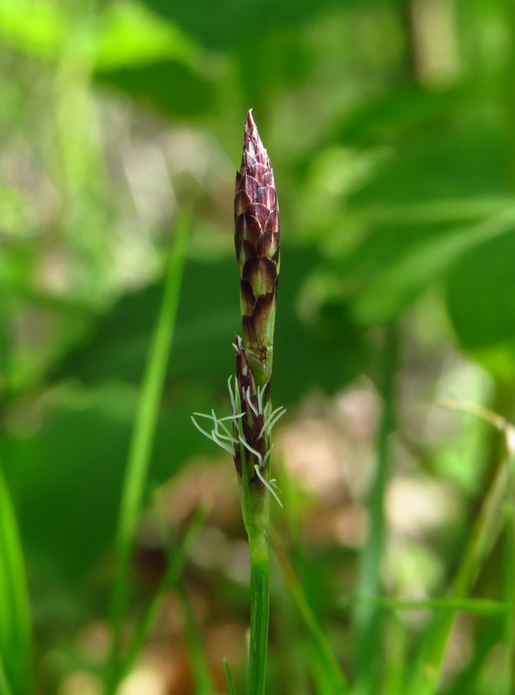 Image of Carex montana specimen.