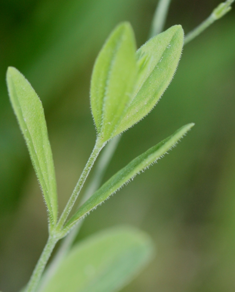 Image of Moehringia lateriflora specimen.