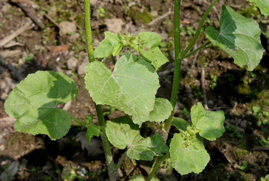 Image of Malva trimestris specimen.