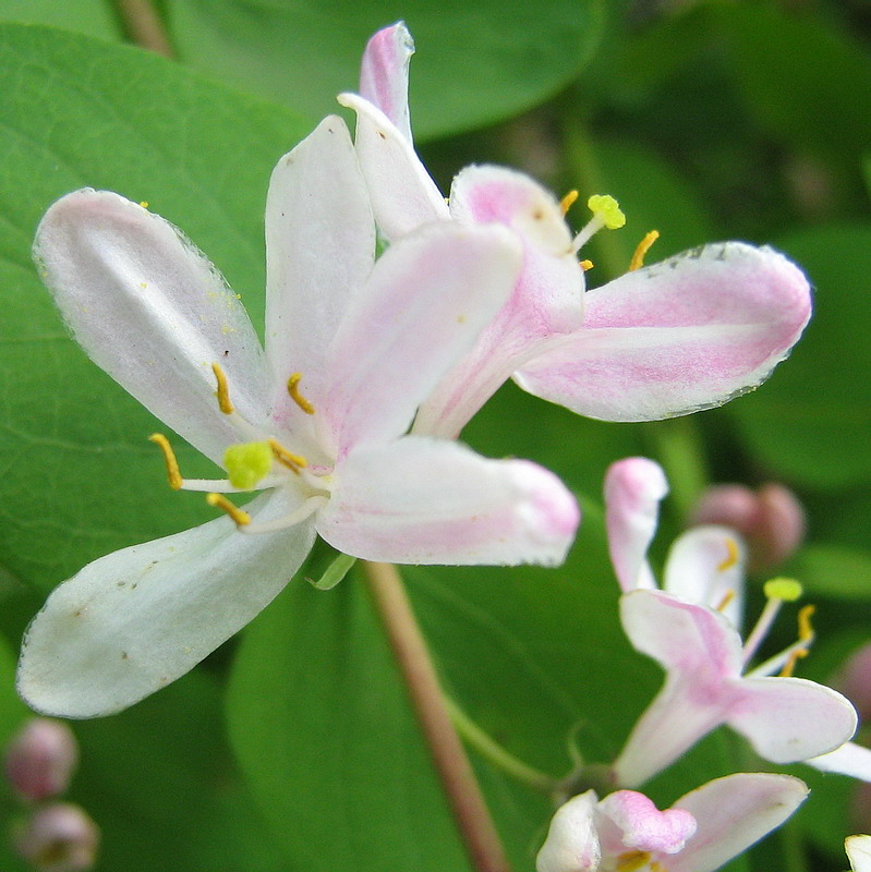 Image of Lonicera tatarica specimen.