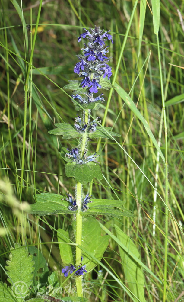 Изображение особи Ajuga genevensis.