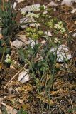 Bunium microcarpum. Цветущее и плодоносящее растение. Крым, плато Ай-Петри. 28 июня 2009 г.