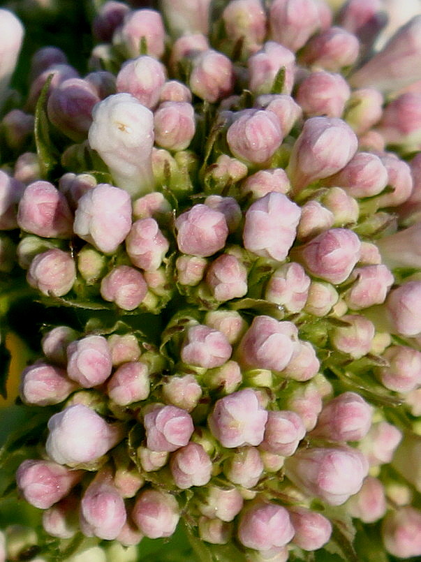 Image of genus Valeriana specimen.