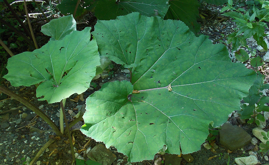 Image of Petasites hybridus specimen.