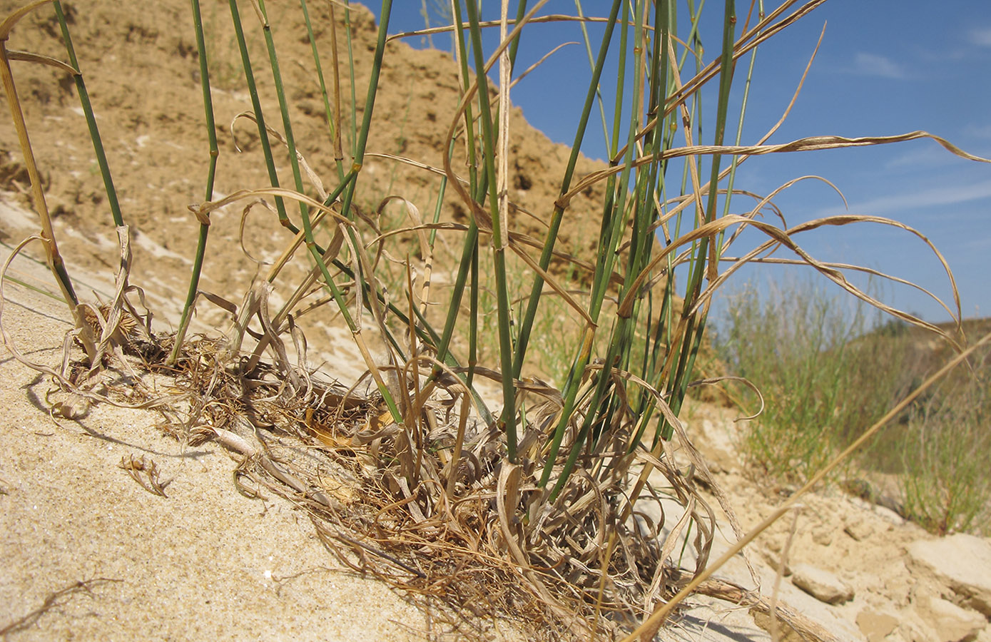 Изображение особи Agropyron desertorum.