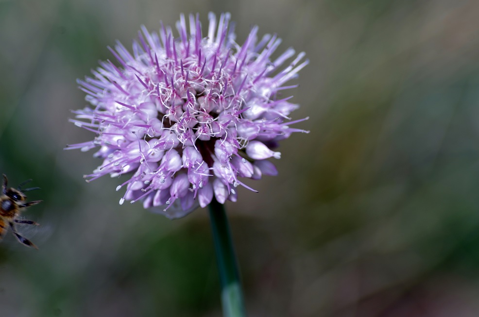 Image of Allium carolinianum specimen.