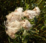 Cirsium setosum