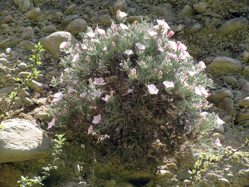 Image of Convolvulus spinifer specimen.