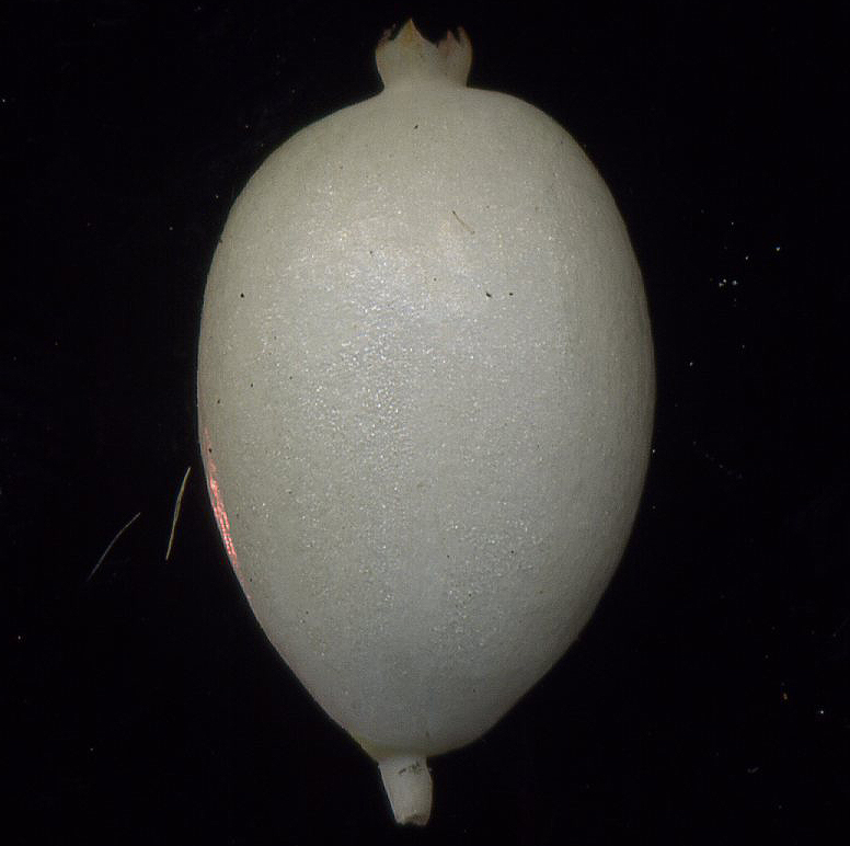 Image of Symphoricarpos albus var. laevigatus specimen.