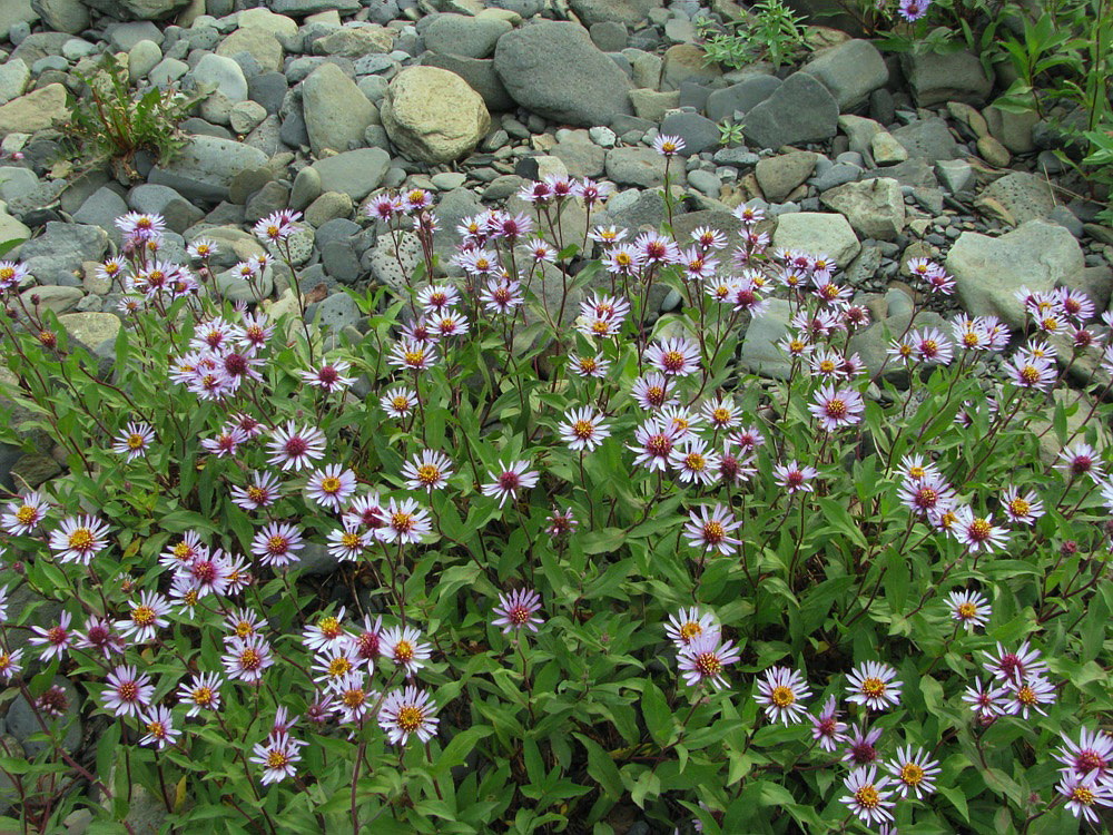 Изображение особи Aster sibiricus.