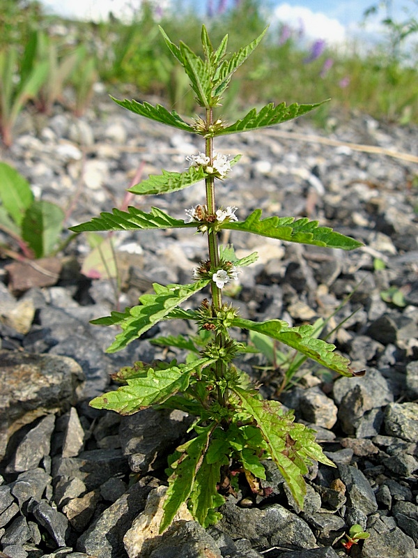 Image of Lycopus europaeus specimen.