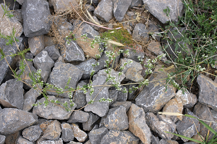 Изображение особи Galium humifusum.