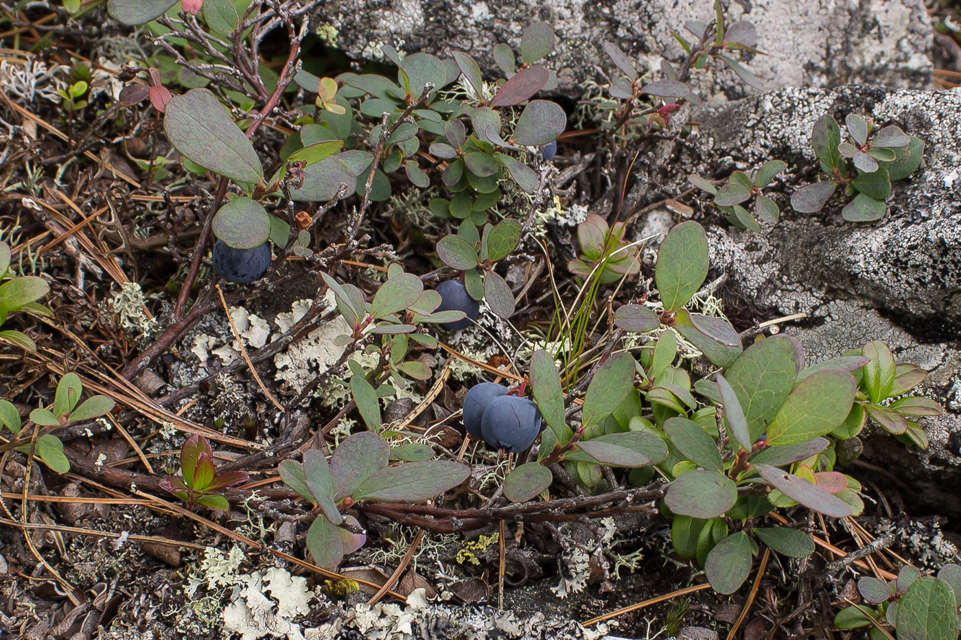 Image of Vaccinium uliginosum specimen.