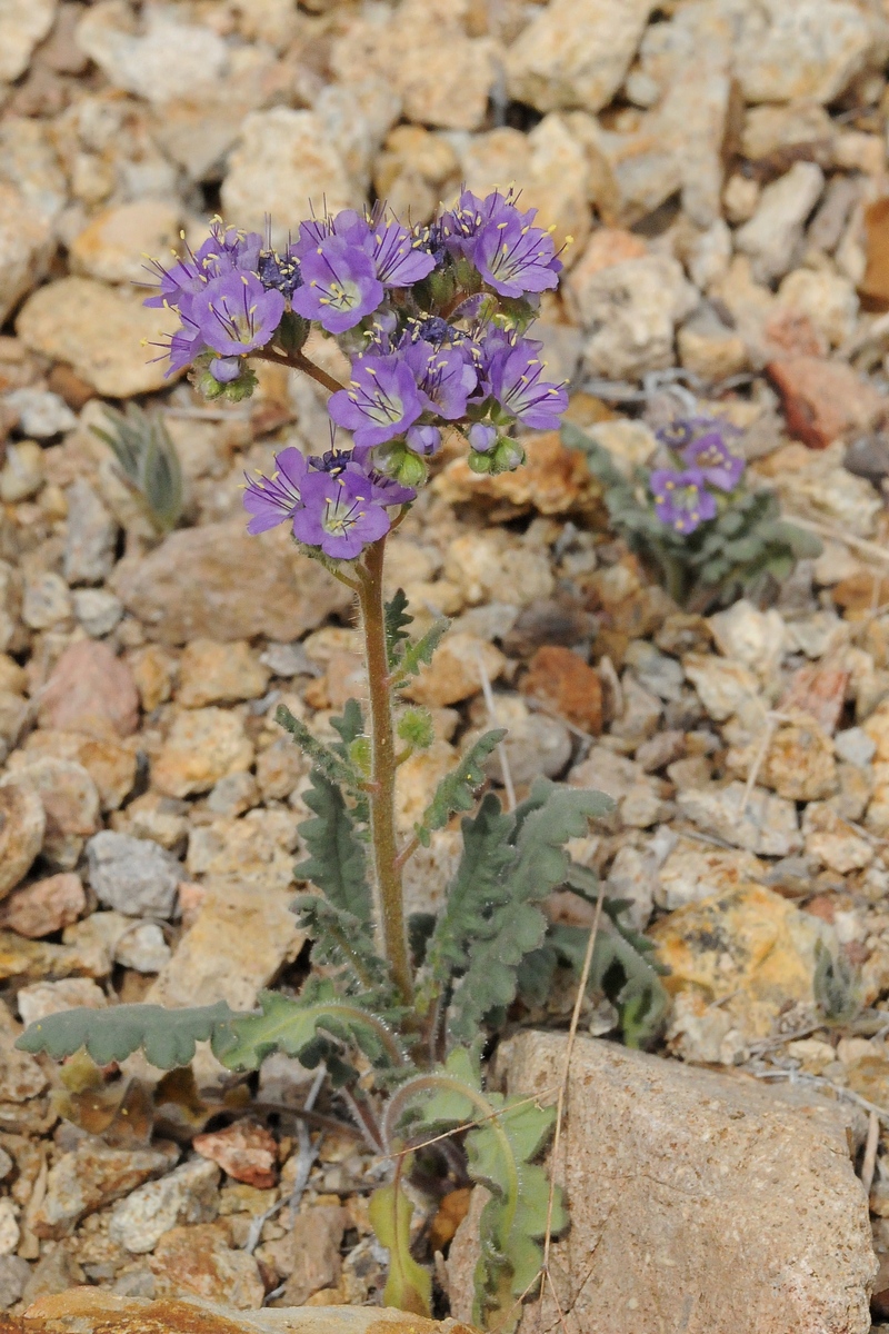 Изображение особи Phacelia crenulata.