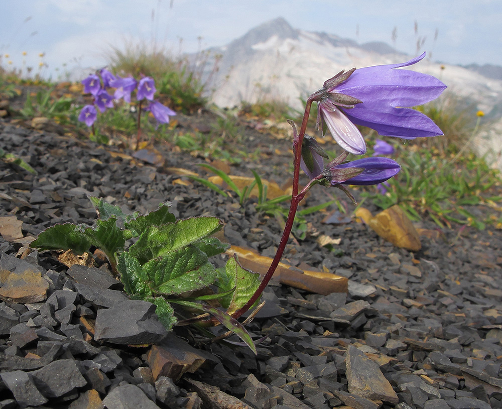 Image of Campanula albovii specimen.