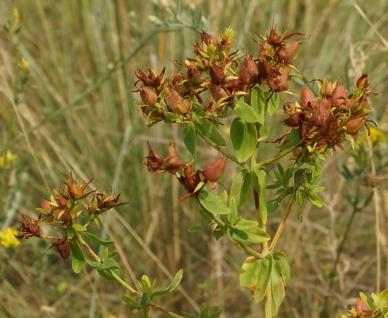 Image of Hypericum perforatum specimen.