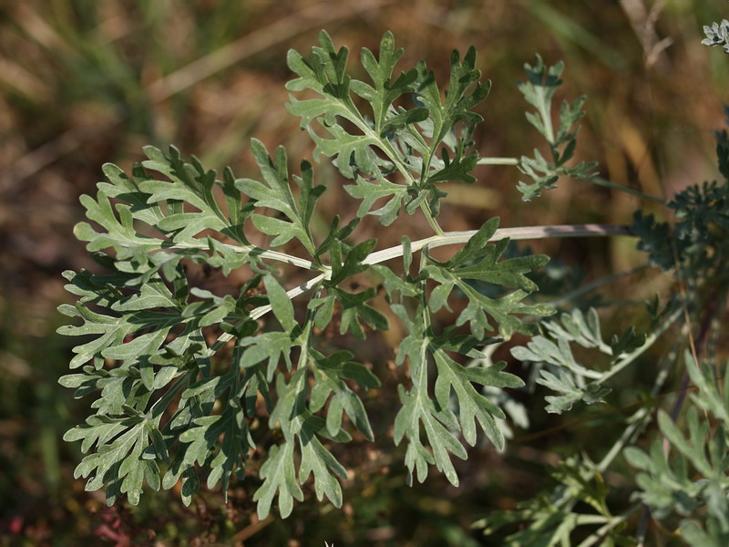 Image of Artemisia absinthium specimen.