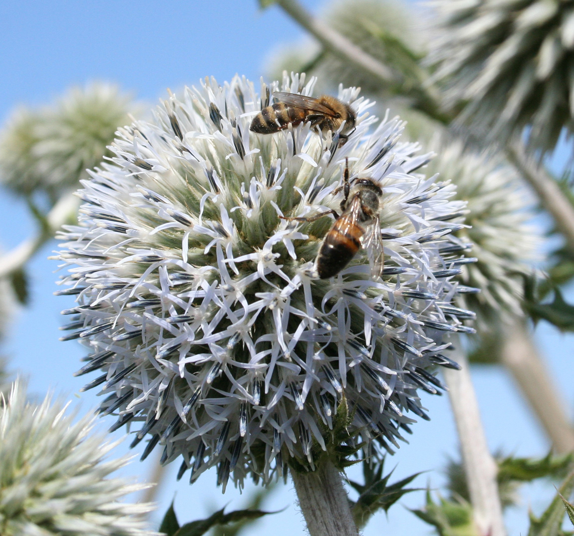 Изображение особи Echinops sphaerocephalus.