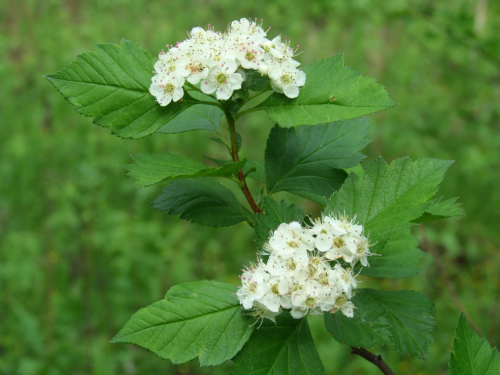 Image of Crataegus sanguinea specimen.