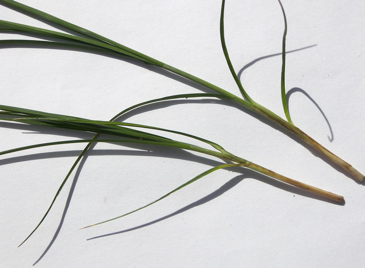 Image of genus Carex specimen.