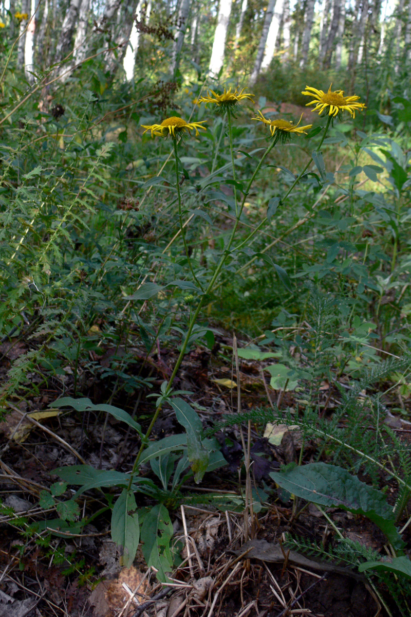 Image of Inula britannica specimen.