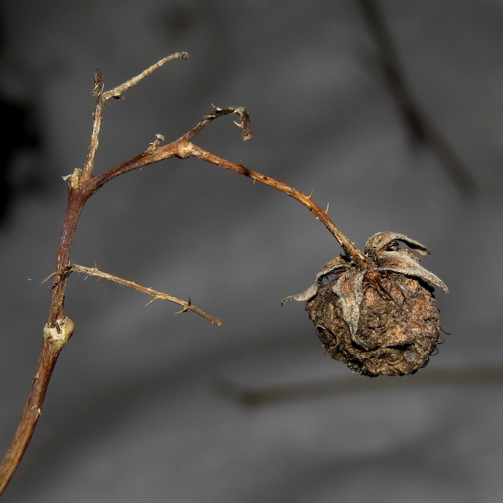 Изображение особи Rubus idaeus.