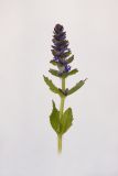 Ajuga genevensis. Верхушка цветущего растения. Республика Молдова, пригород Кишинёва. 28 апреля 2009 г.