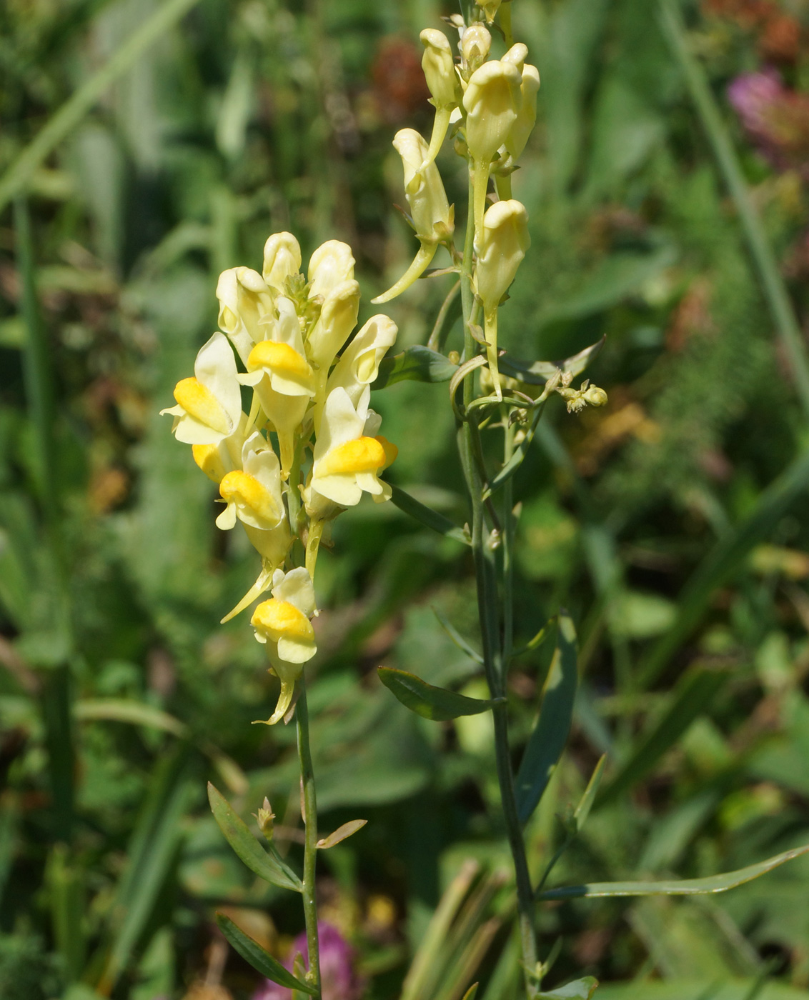 Image of Linaria vulgaris specimen.