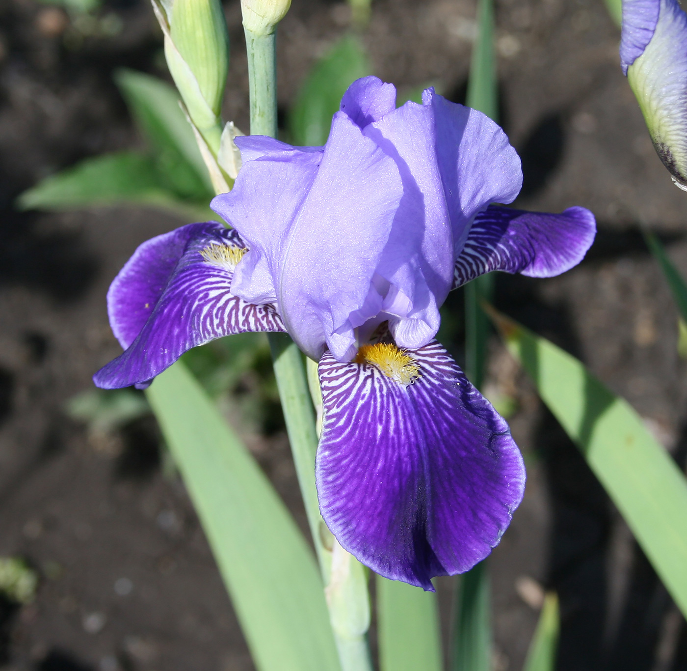 Image of Iris &times; hybrida specimen.