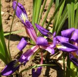 Смотреть изображение Iris pontica