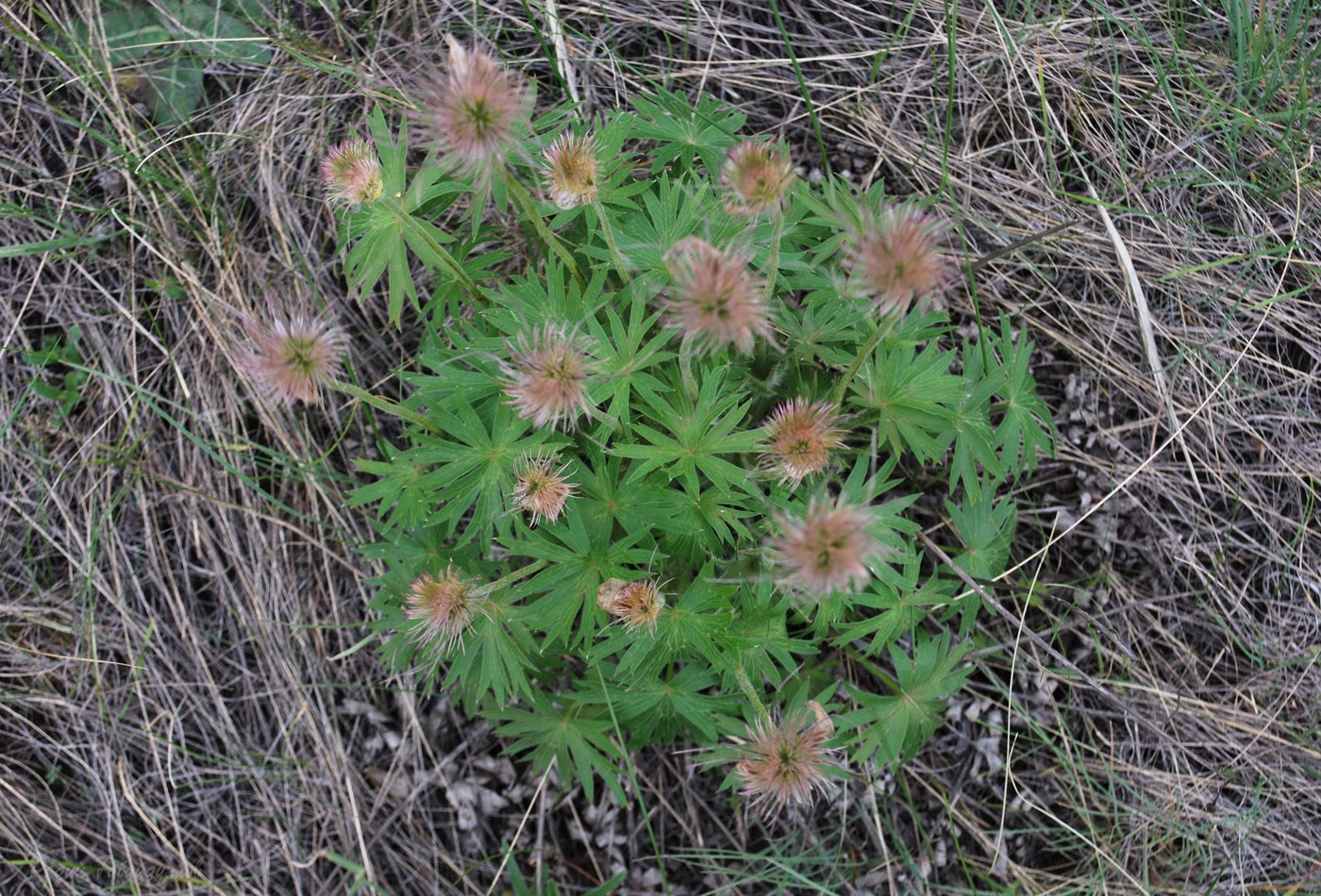 Image of Pulsatilla patens specimen.