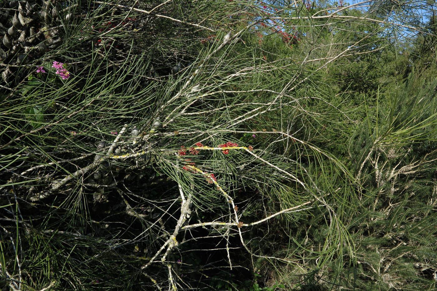 Изображение особи Hakea orthorrhyncha.